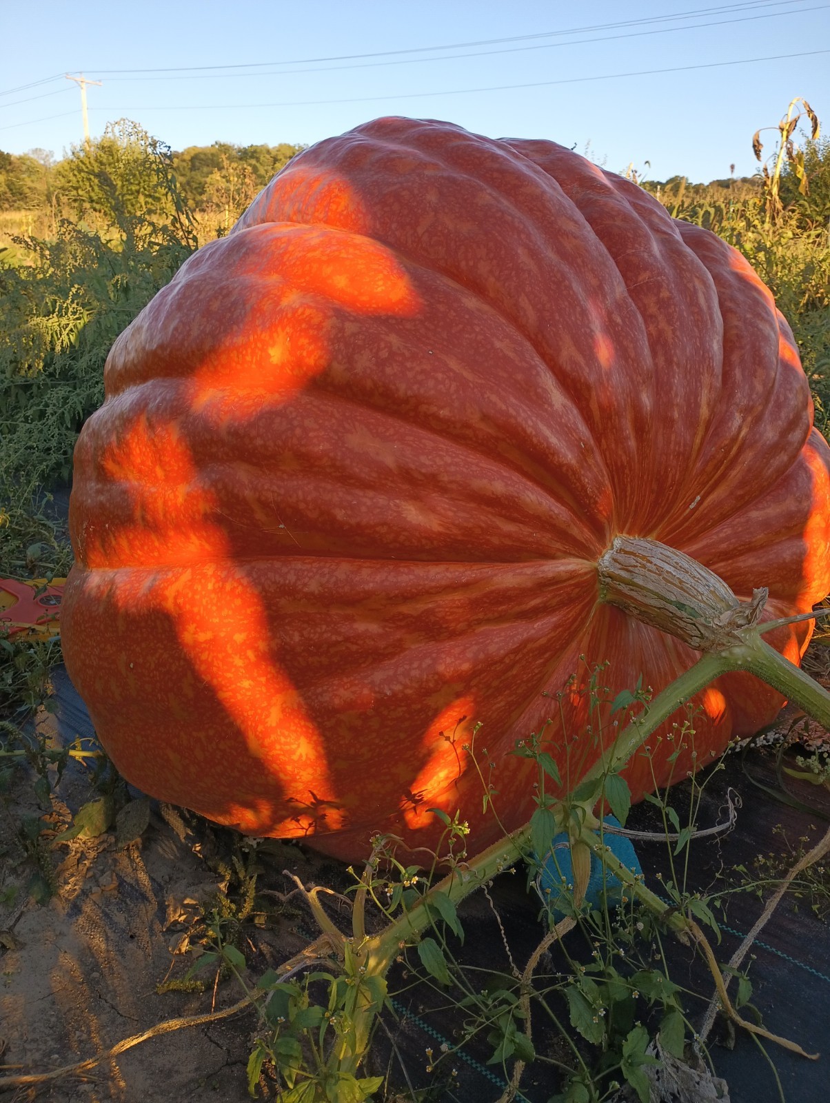 Giant Pumpkin Seeds 2024! Incredible Color And Shape! Howard Dill Award Winning