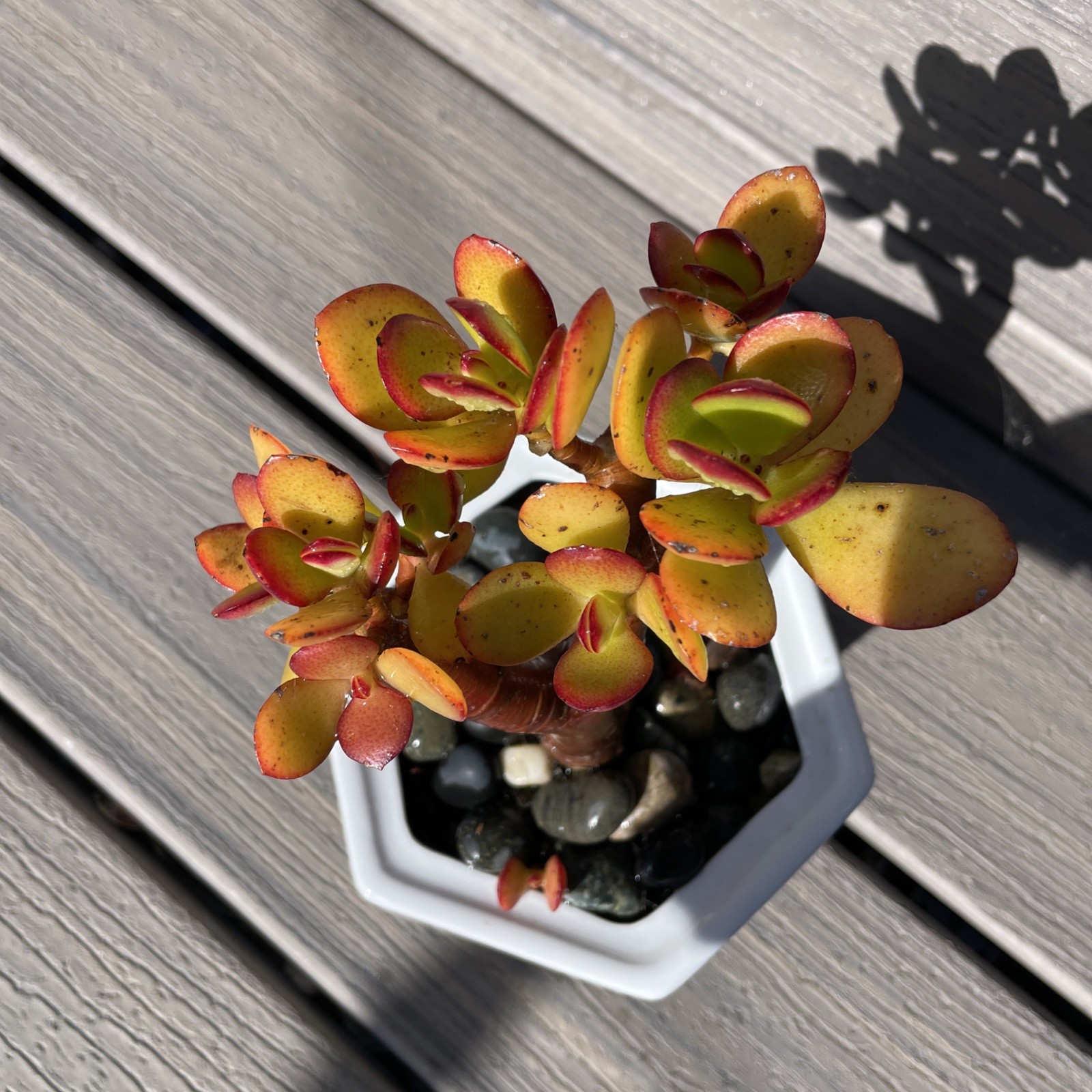RARE RED AKAI Jade Succulent Crassula Ovata Plant Bare Rooted Bonsai Tree 6-8”