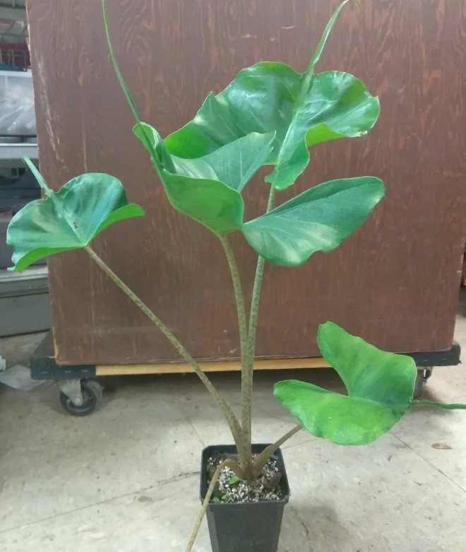 Live Alocasia Stingray Plant, 6” Pot, Shipped No Pot, Semi-Dormant Fall–Spring