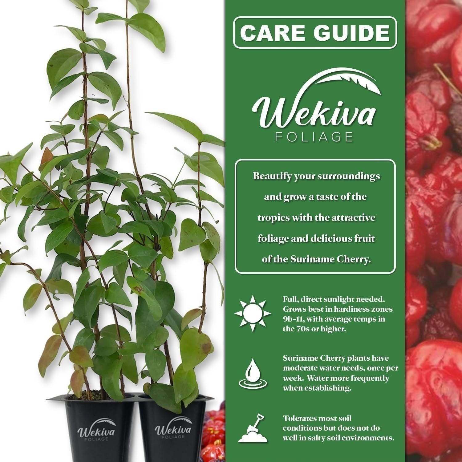 Suriname Cherry Tree – Live Plant in a 3 Gallon Growers Pot