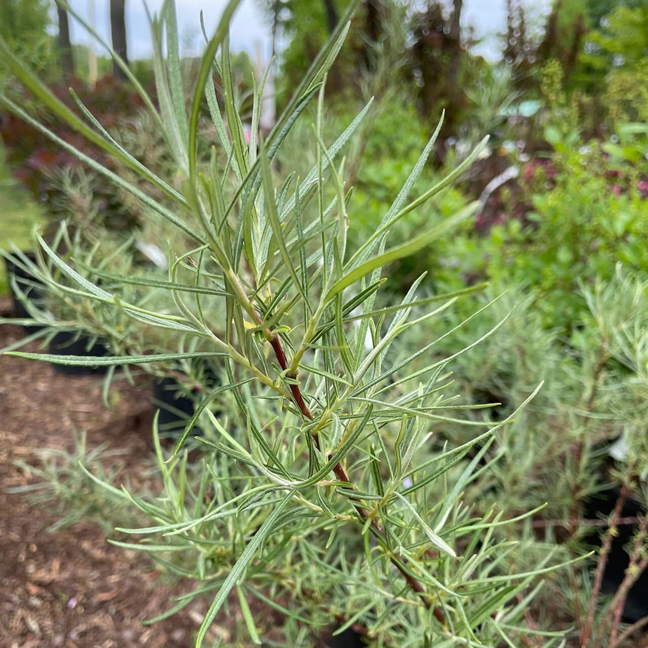 5 Rosemary Willow Tree Cuttings to Grow Attractive Landscape or Privacy Bush