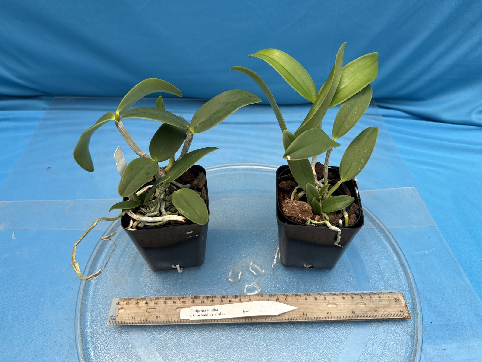 Cattleya Lacey Michelle Matherne (tigrina Alba X aclandiae Alba) Orchid 4” Pot