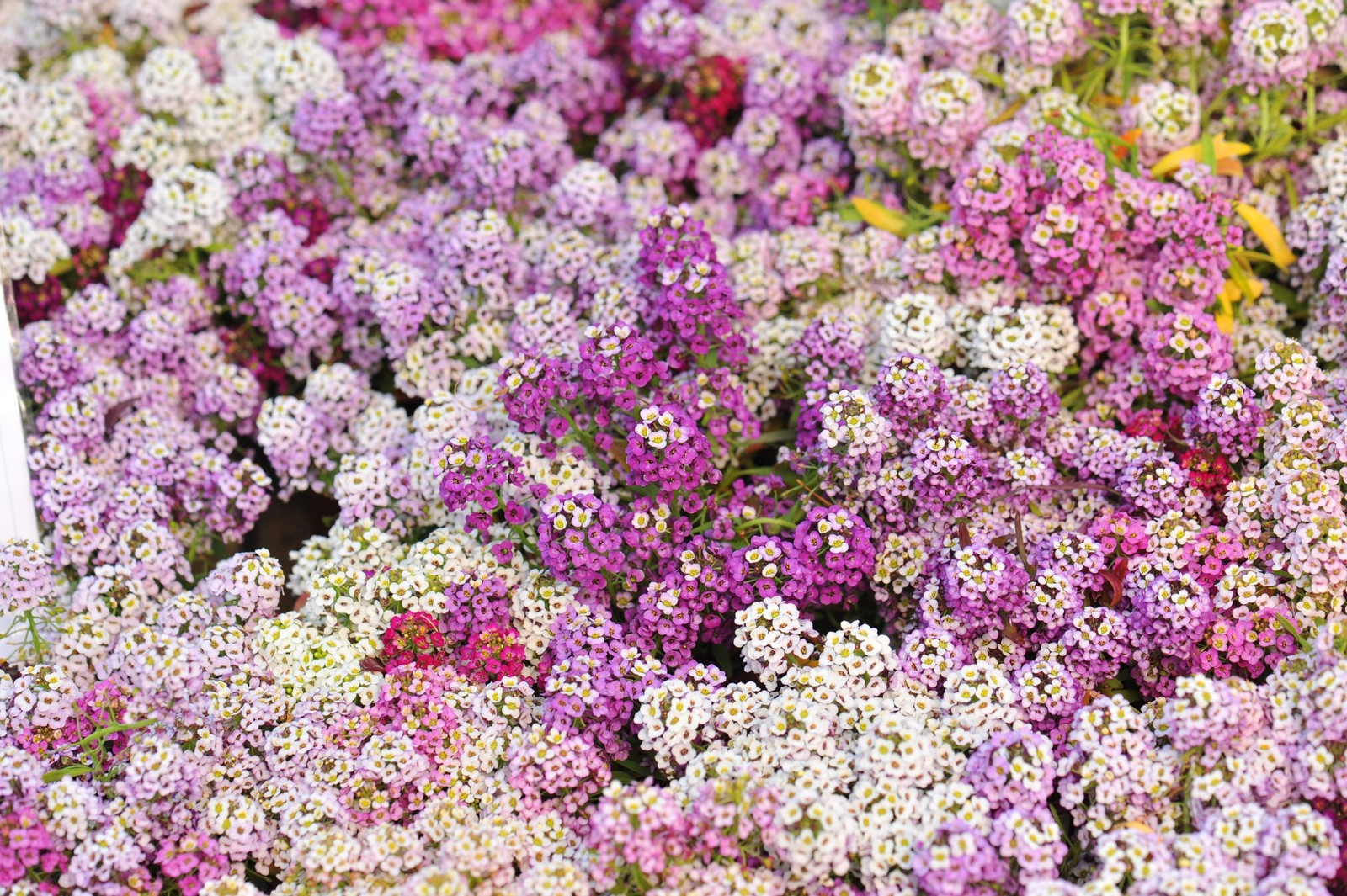 500 Sweet ALYSSUM PASTEL CARPET MIX Lobularia Maritima Flower Seeds *Comb S/H