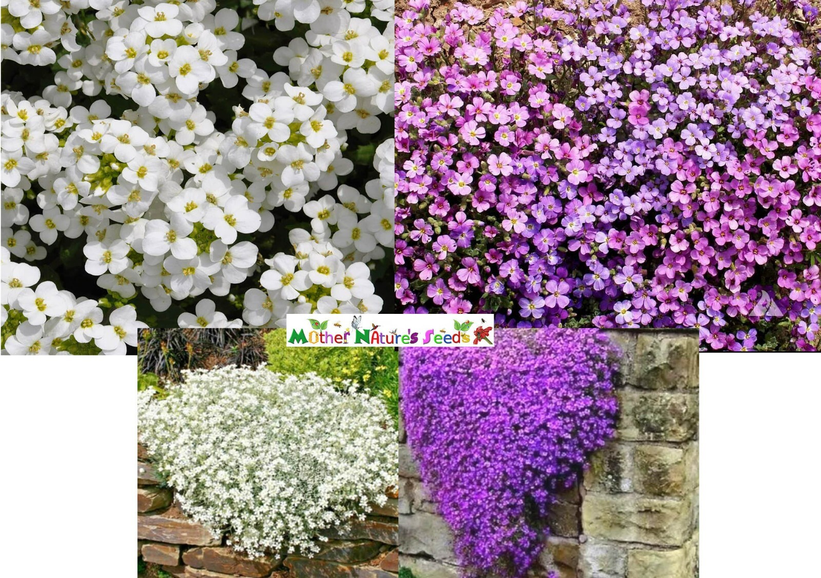 Groundcover ROCK CRESS MIXED COLORS Perennial Purple & White Non-GMO 1000 Seeds