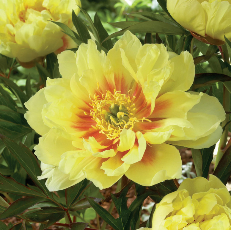 Garden State Bulb Bartzella Itoh Peony, Live Bare Root, Spring Planting