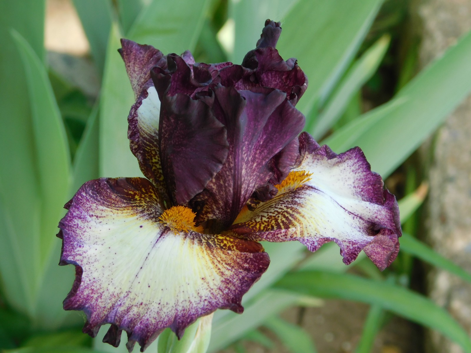 Tall Bearded Iris PROPHETIC DREAM LOT 1 Freshly Dug