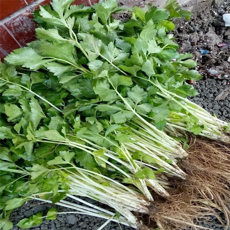 🌱 Heirloom White Celery Seeds 50+