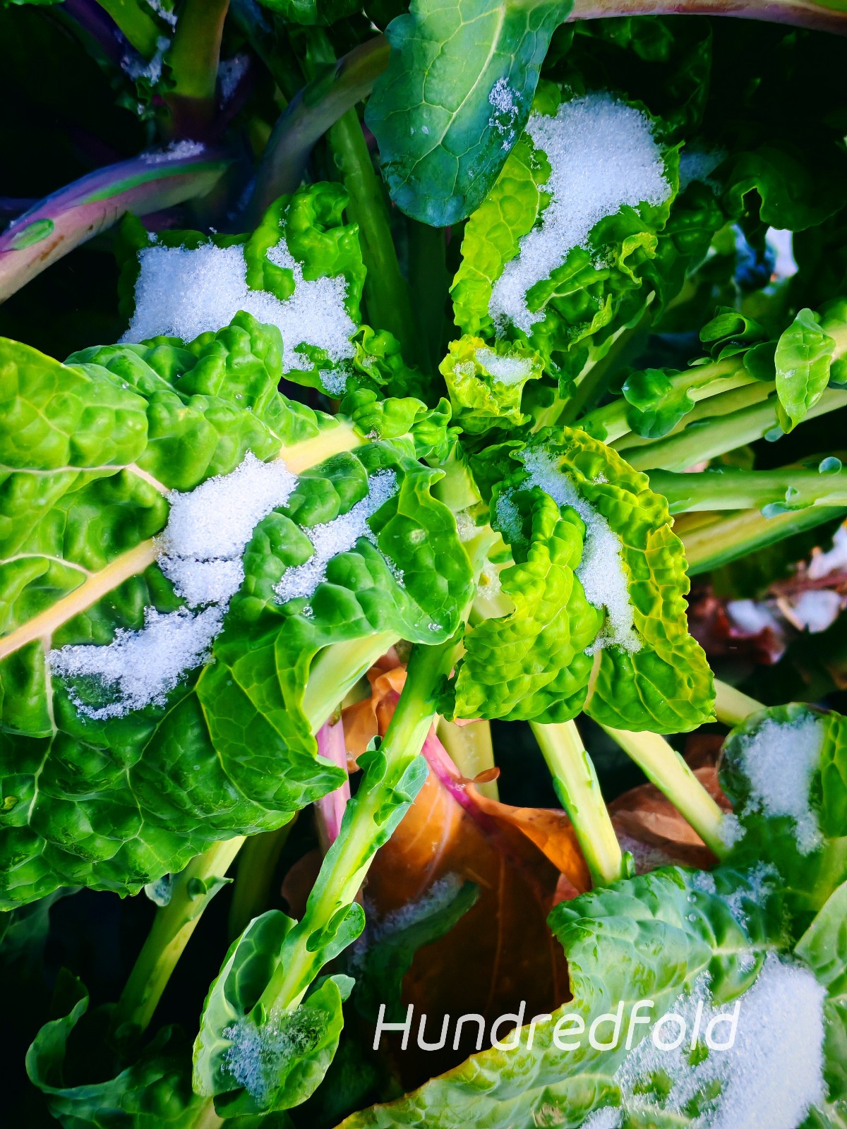 Perennial Kale 20 Vegetable Seeds Brassica oleracea var. ramosa, Open-pollinated
