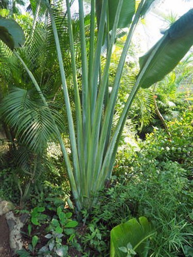 Ravenala madagascariensis | Traveller’s Palm | 5 Seeds