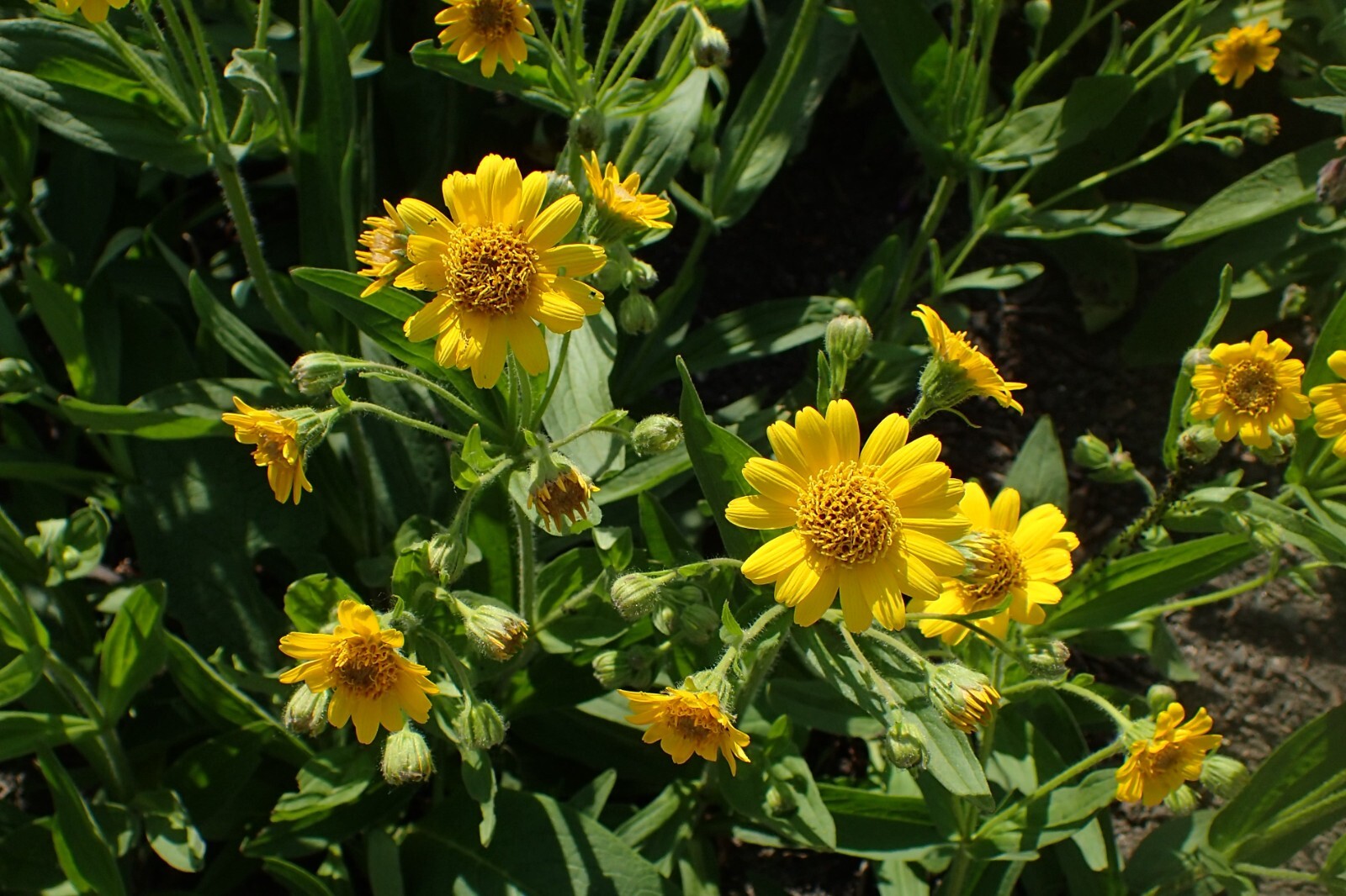 50 Arnica chamissonis seeds – Meadow Arnica Seeds – Beautiful Flower!