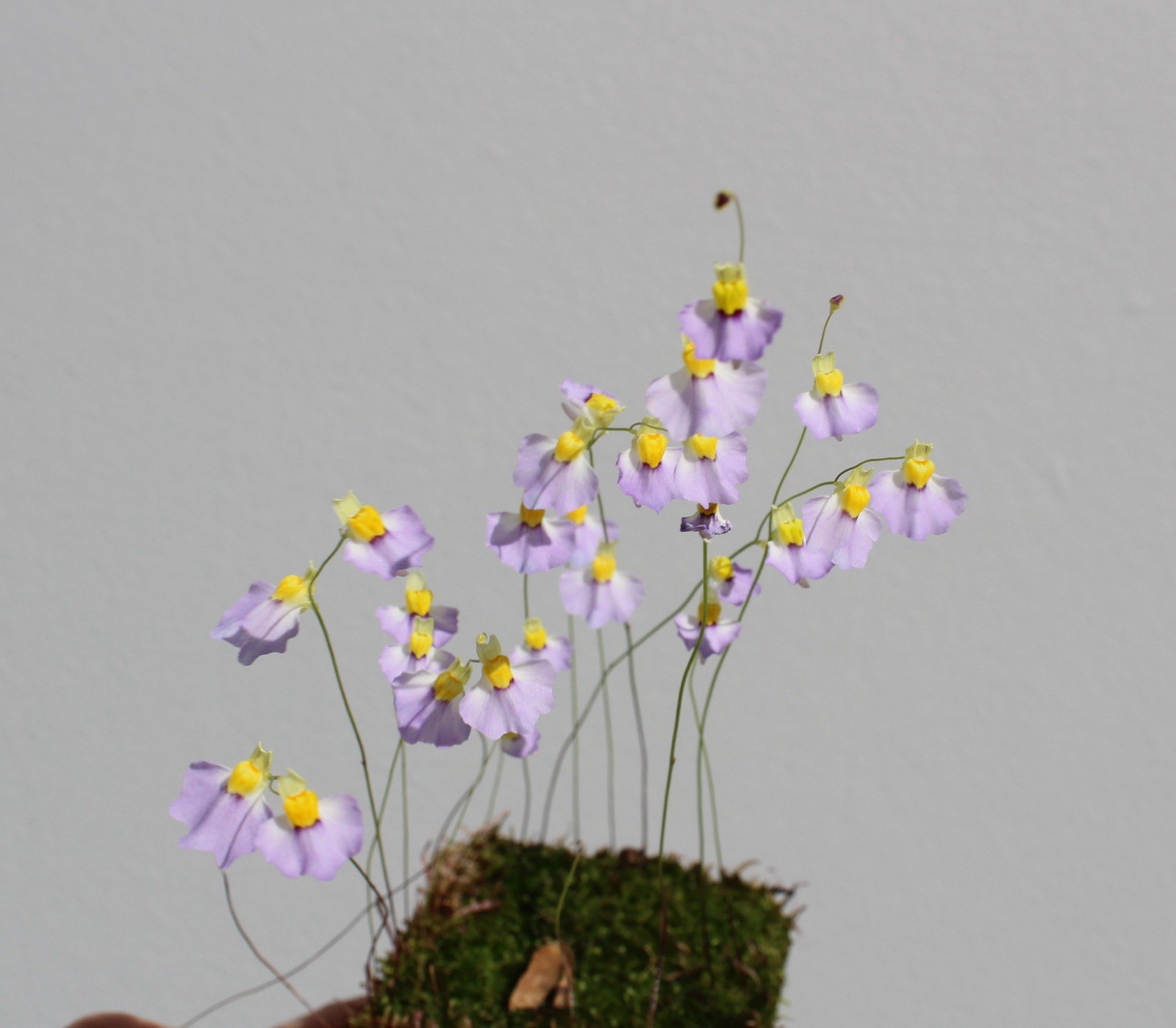 Utricularia bisquamata “Betty’s Bay” – flowering!