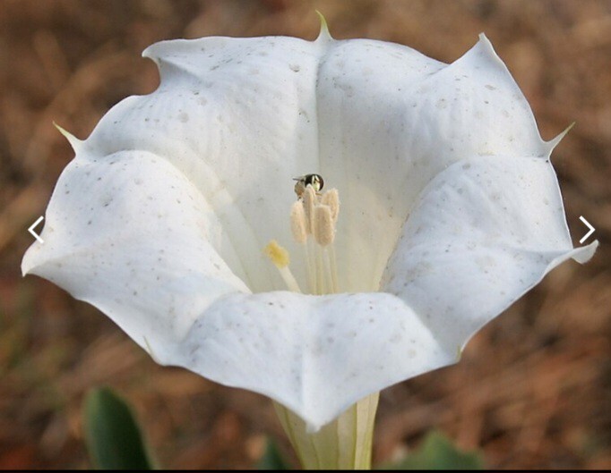 Over 100 Seeds. Huge Blooms! Datura Wrightii, Datura Innoxia, Sacred Datura