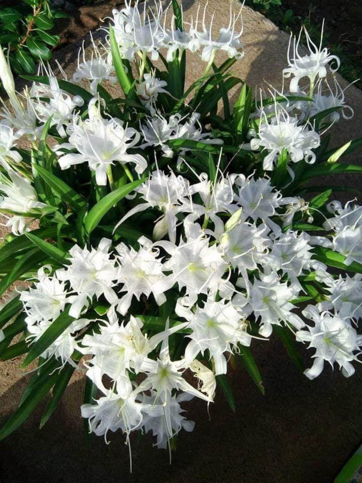 2 Bulbs ~ Pancratium zeylanicum ~ Tropical white Asian Spider Lily