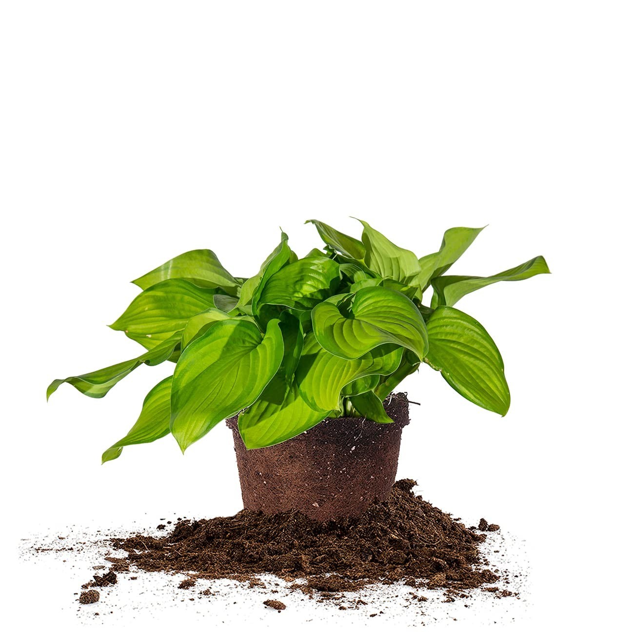 Live Guacamole Hosta Shrub 1 Gallon | Outdoor Perennial Plant | Bright Green Fol
