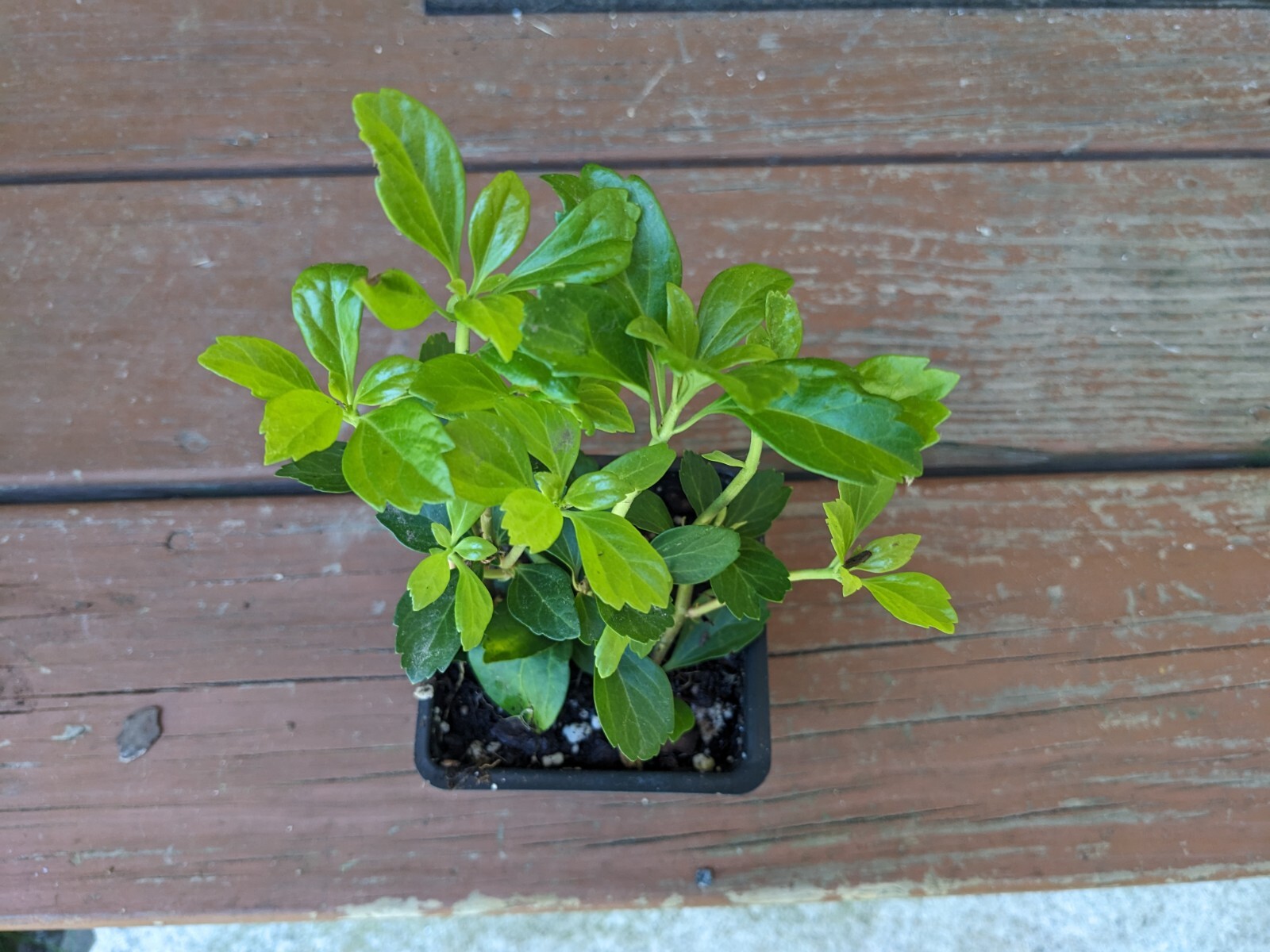 Pachysandra ~ Starter Live plants for ground cover – Potted