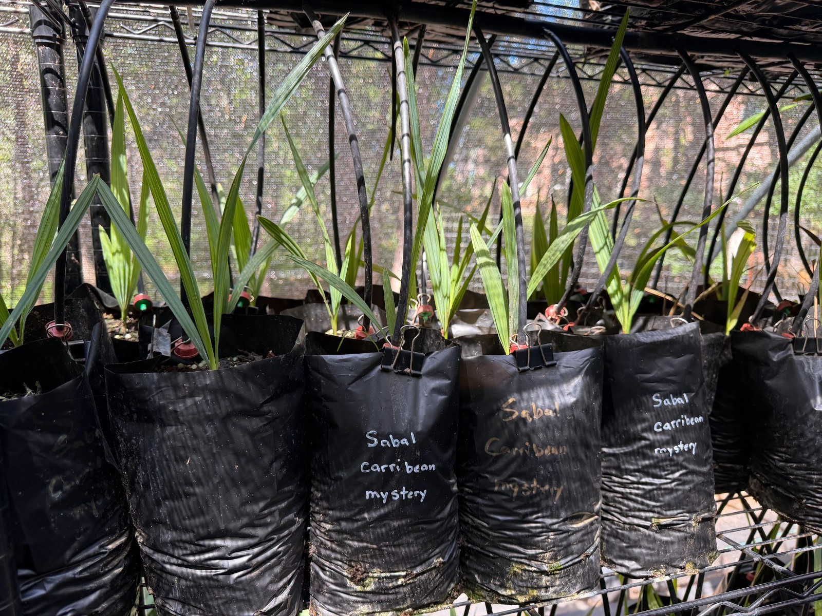 Sabal “carribean mystery” seedlings HUGE parent (rare and hardy!)