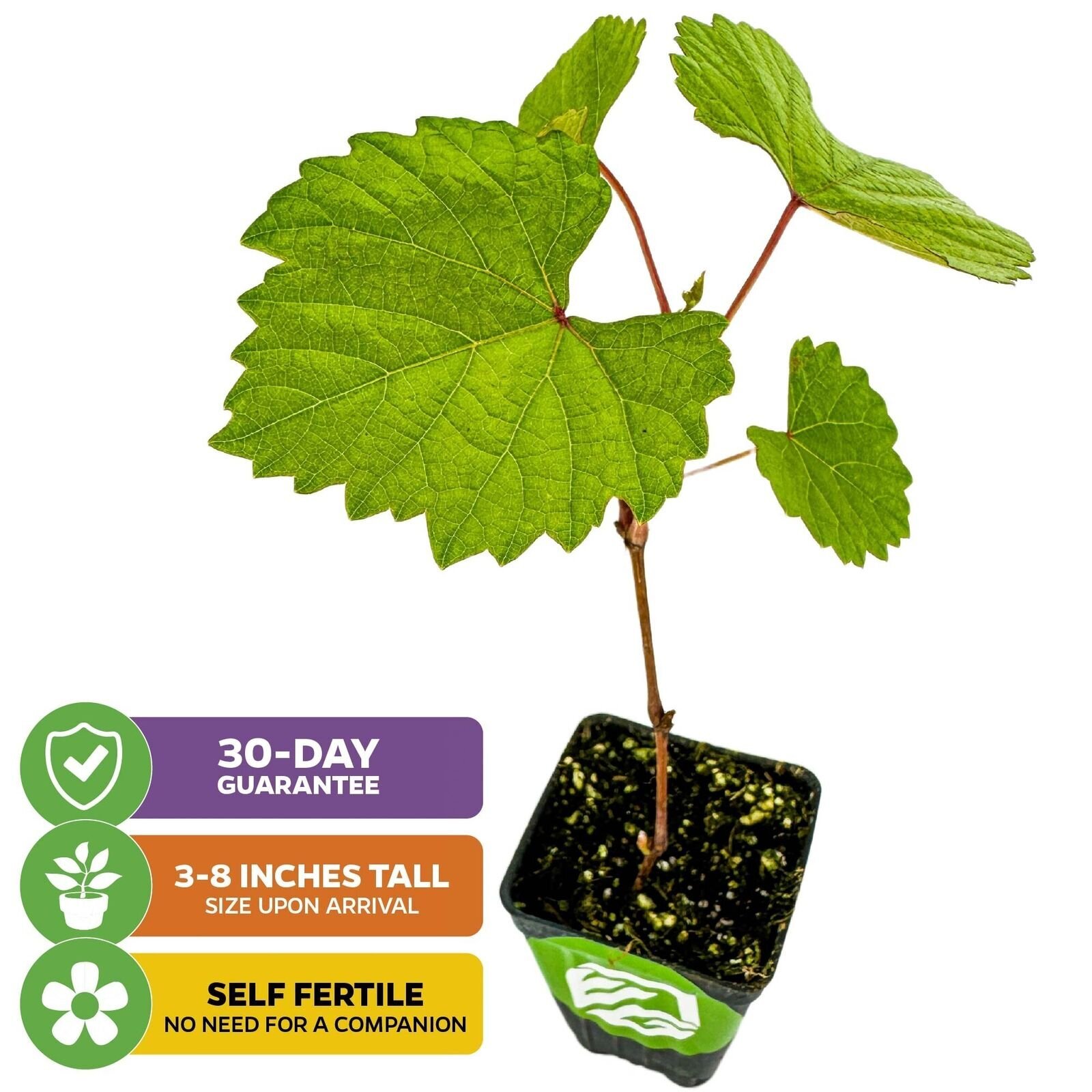 Blanc du Bois Grape – Vitis labrusca – Live Plant