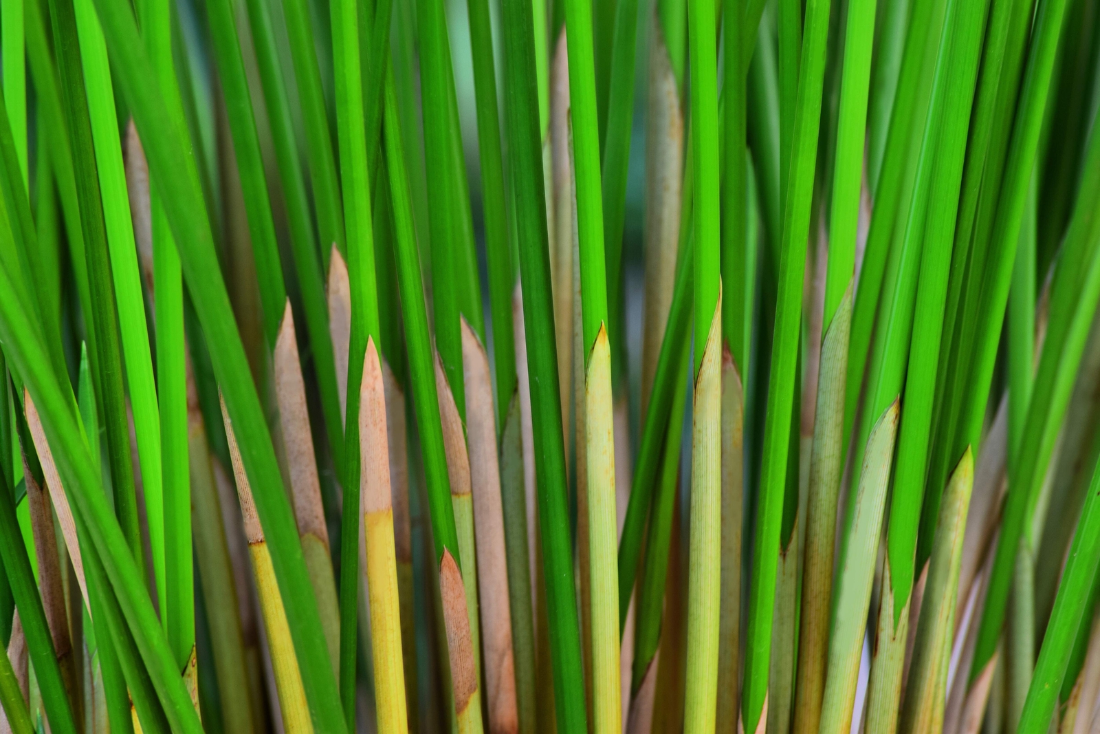 50 UMBRELLA PALM TREE Cyperus Involucratus Papayrus Sedge Seeds *Flat S/H
