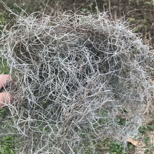 1 Gallon Bag Real Fresh Live BLUE Spanish Moss for Craft Basket. Garden Craft