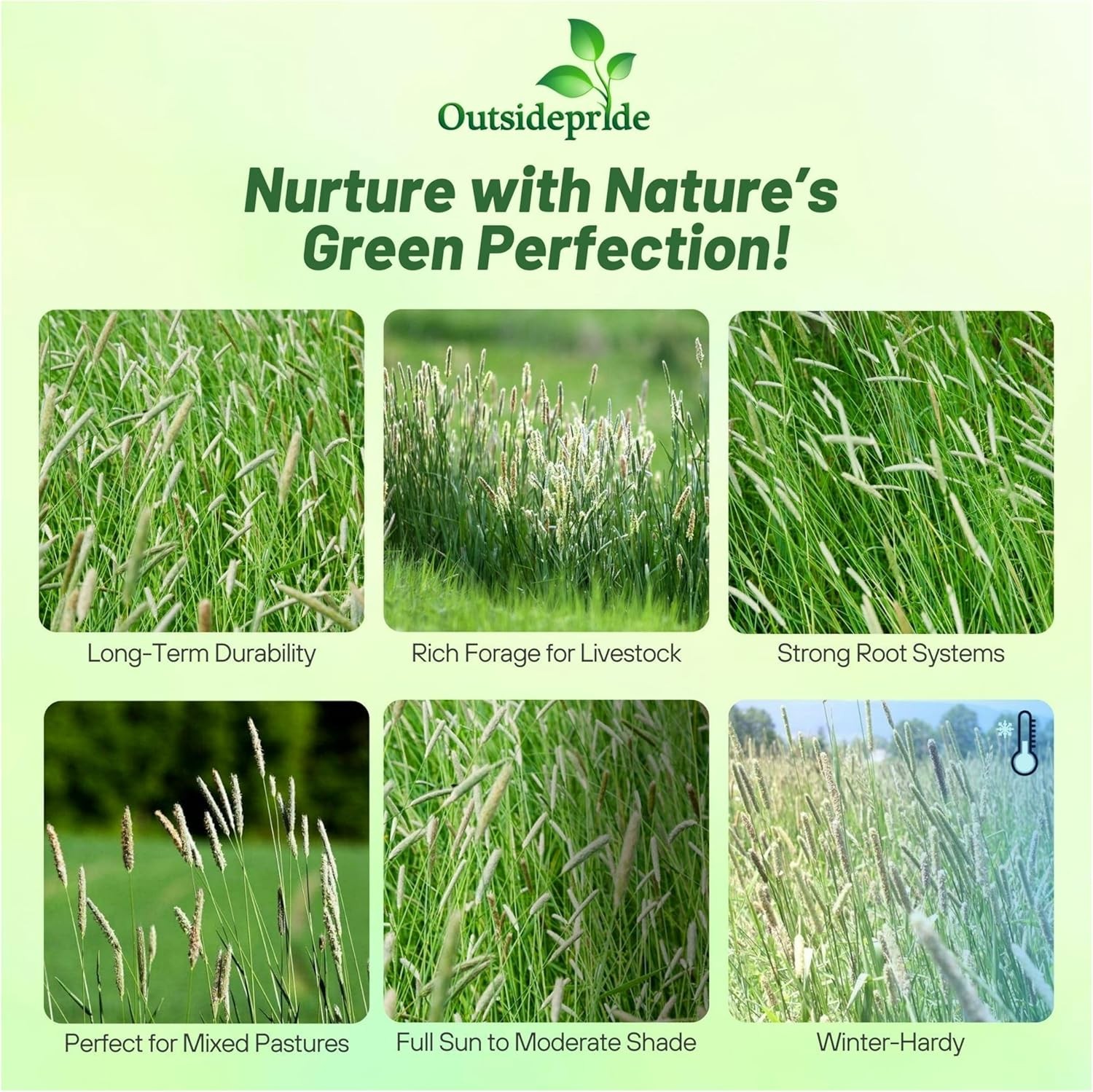 25 LBS Timothy Bunch Grass Seed