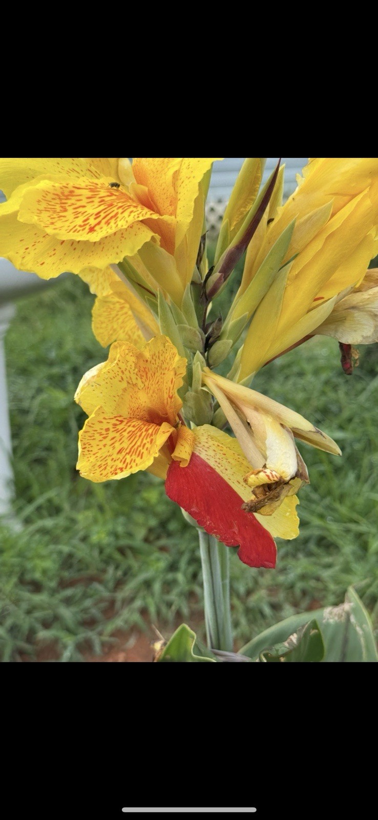 1 Cleopatra Canna Lily Rhizome Bulbs “Red & Yellow Blooms”