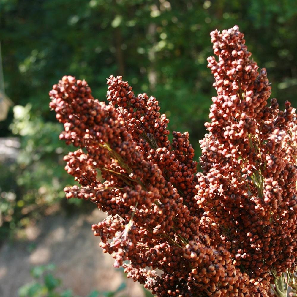 Sweet Sugar Drip Sorghum Seeds 4 Ounce Bag 5,000 Seeds