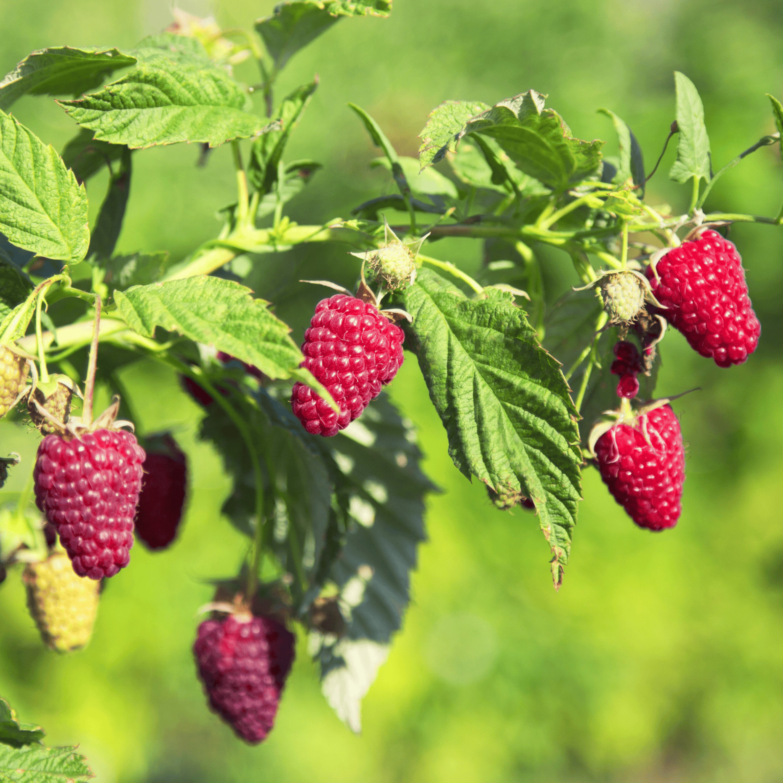 Hand Picked Nursery Prelude Raspberry Canes – Bare Root Canes, 1-Year-Old