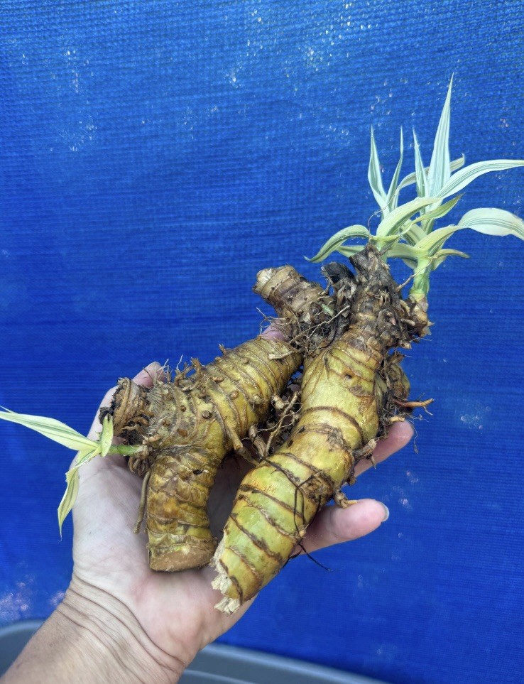 Arundo Donax Variegated Reed Like Bamboo Plant – 5 Rhizomes Free Shipping