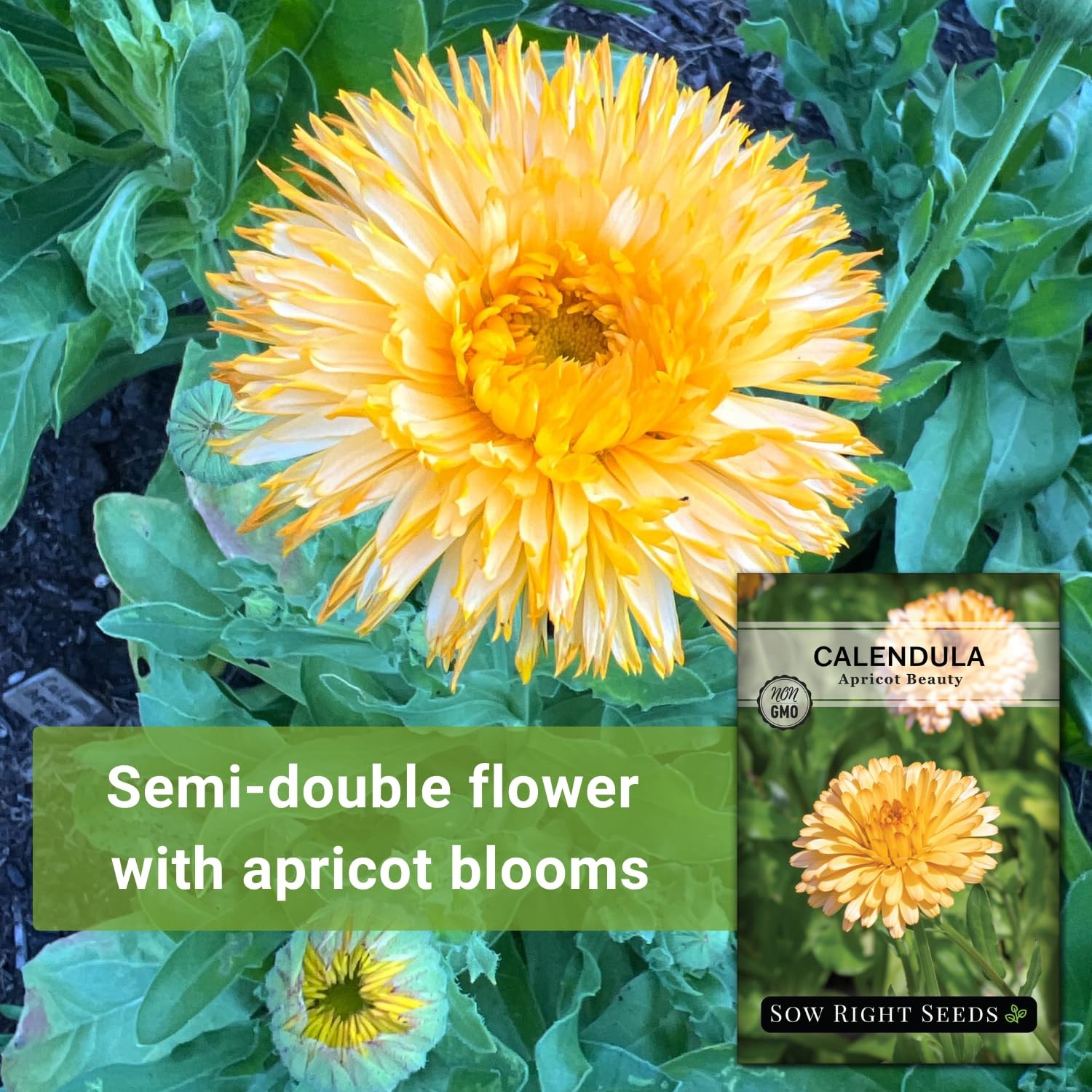 Sow Right Seeds – Apricot Beauty Calendula for Planting – 1, orange