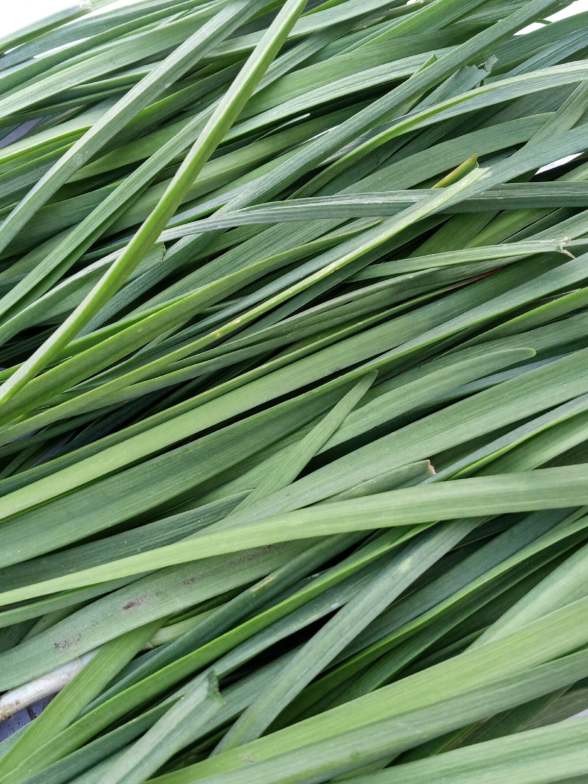 20 Garlic Chives 韭菜根 Live Organic Bare Root Hardy Perennial Herb – Ready to Grow