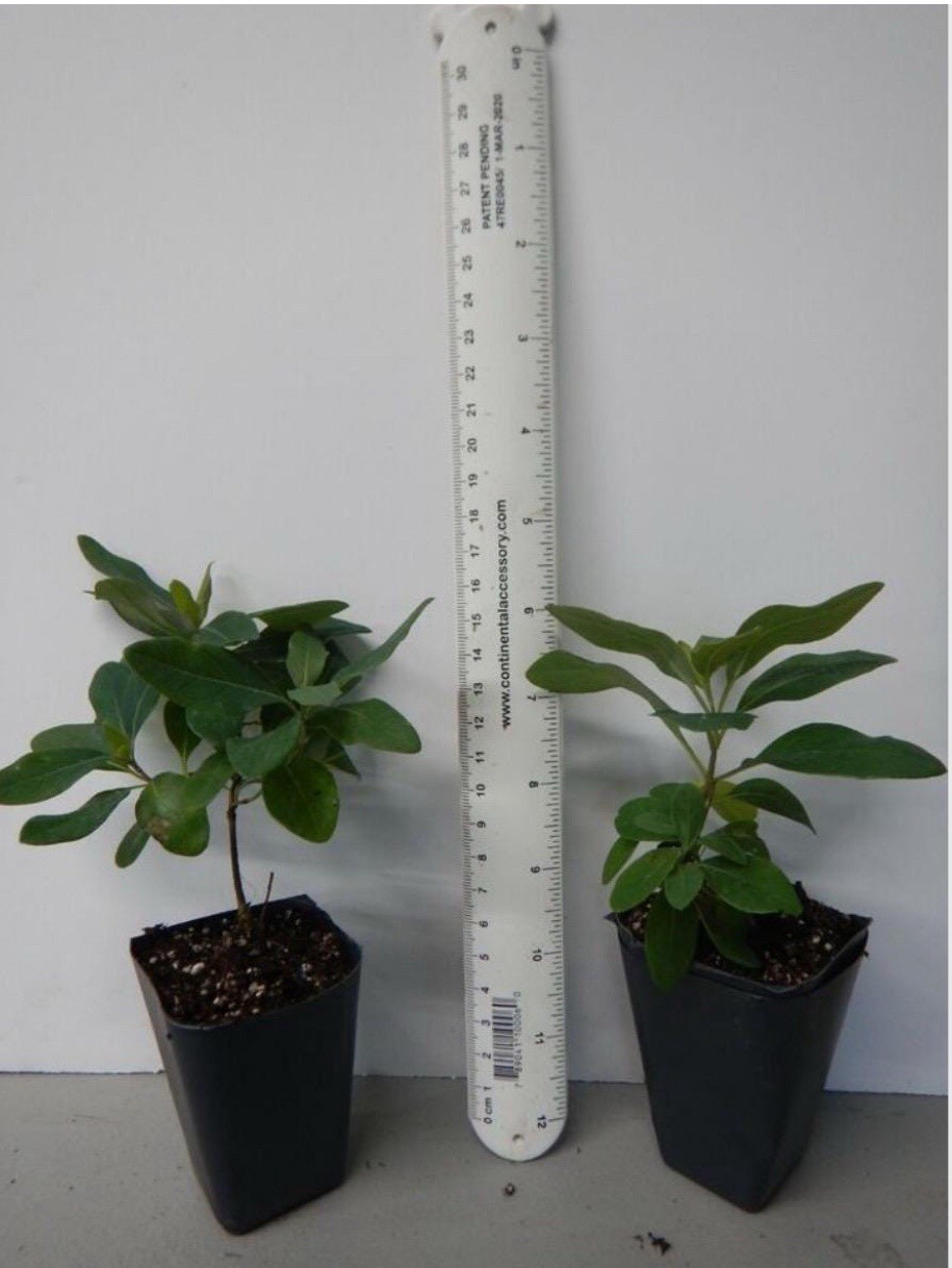 Mandarin Honeysuckle Lonicera Vine Well Rooted SMALL Starter Plant