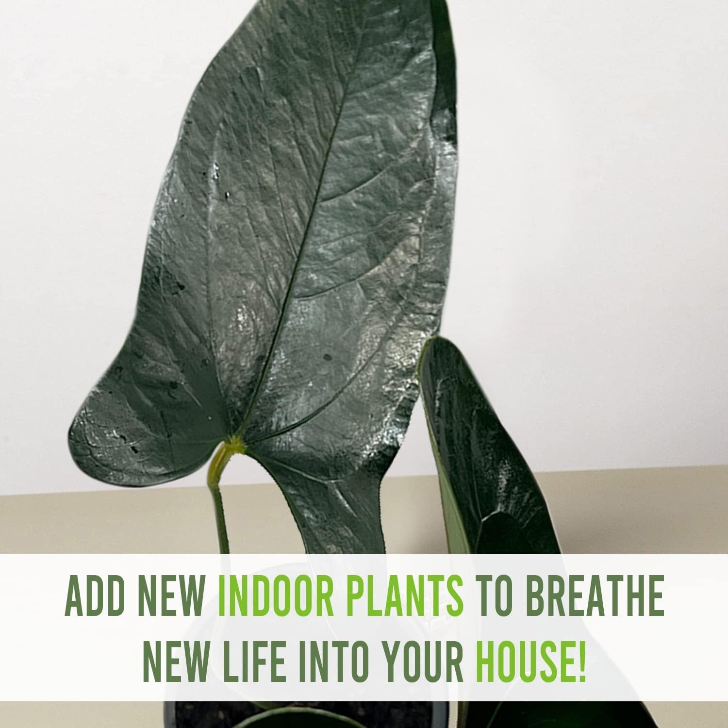 Anthurium SP Napo by LEAL PLANTS ECUADOR Green Live indoor Plants|House Plants