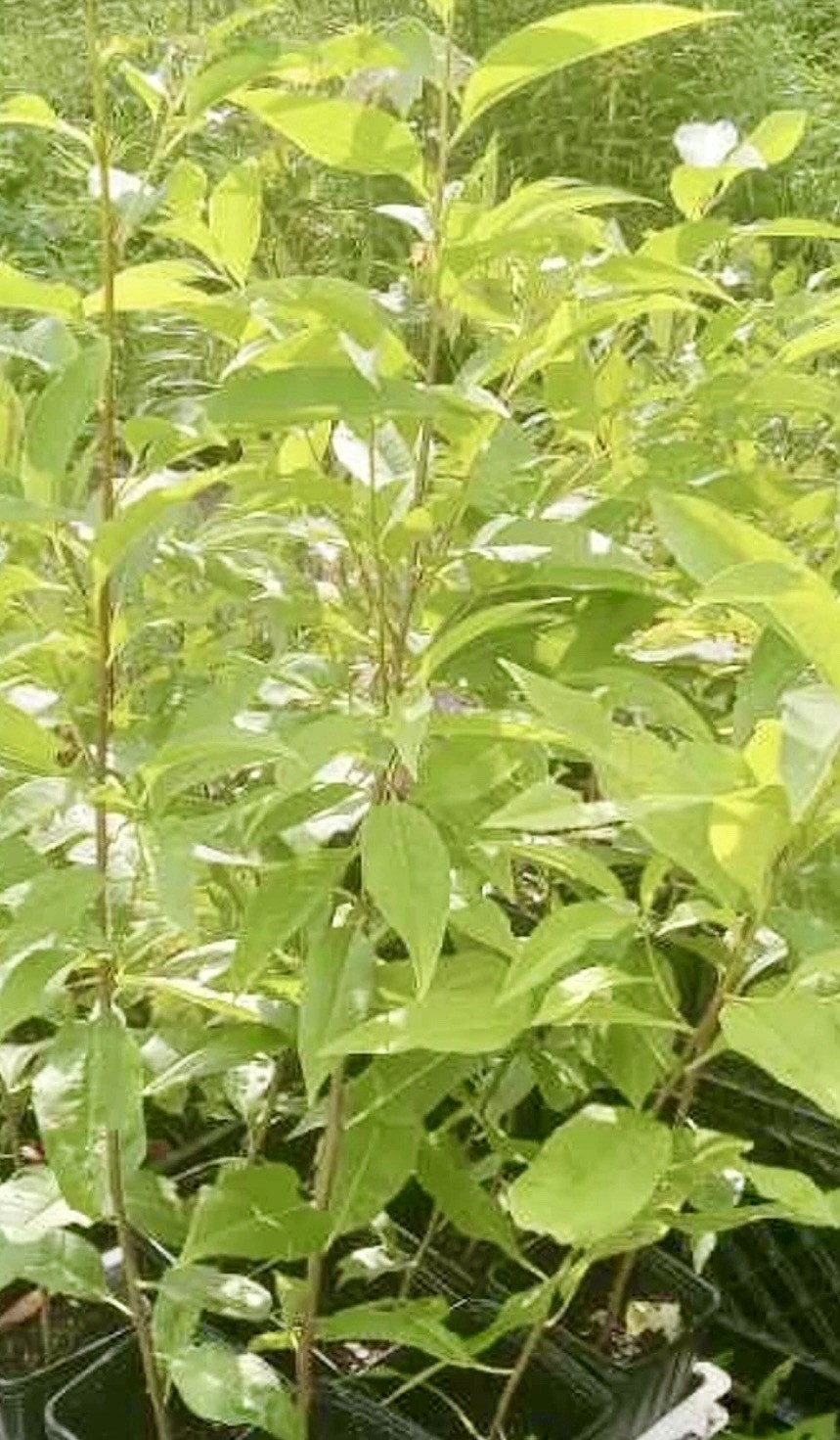 Black Cherry (Prunus serotina) Tree Seedlings 7 Live Plants Many Uses