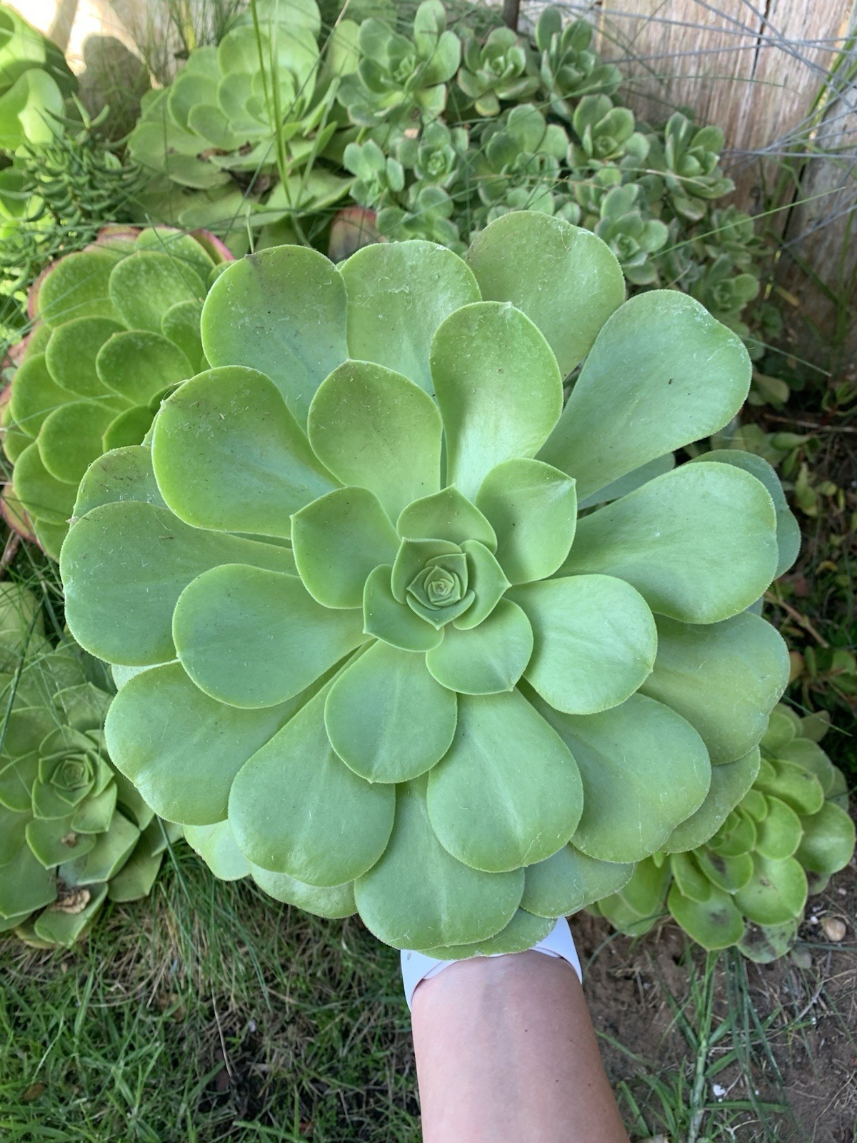 Aeonium Succulent 2 Medium Cuttings Aeonium Urbicum Mint Platter Unrooted