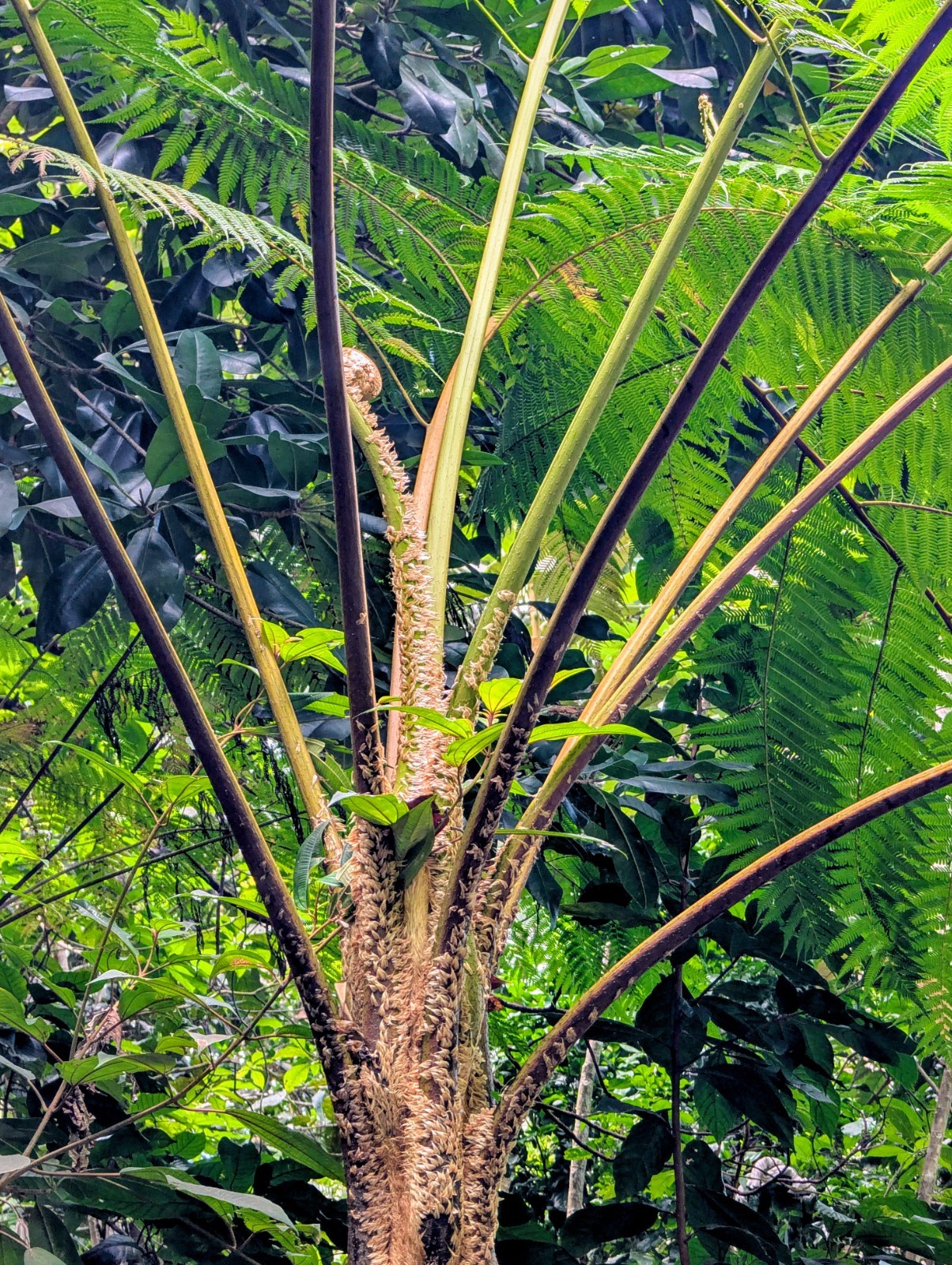 LIVE Mature, wider trunk : Cyathea ARBOREA Giant TREE FERN 7″ inch, exotic fern
