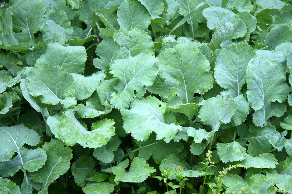 Premier Kale Seeds, NON-GMO, Cruciferous, Early Hanover, FREE SHIPPING