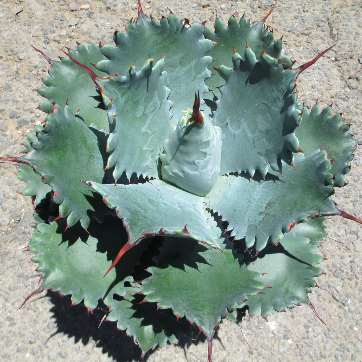 Agave potatorum “Spawn” Starter Plants! FINALLY AVAILABLE!! 3″-5″ Wide! NICE!