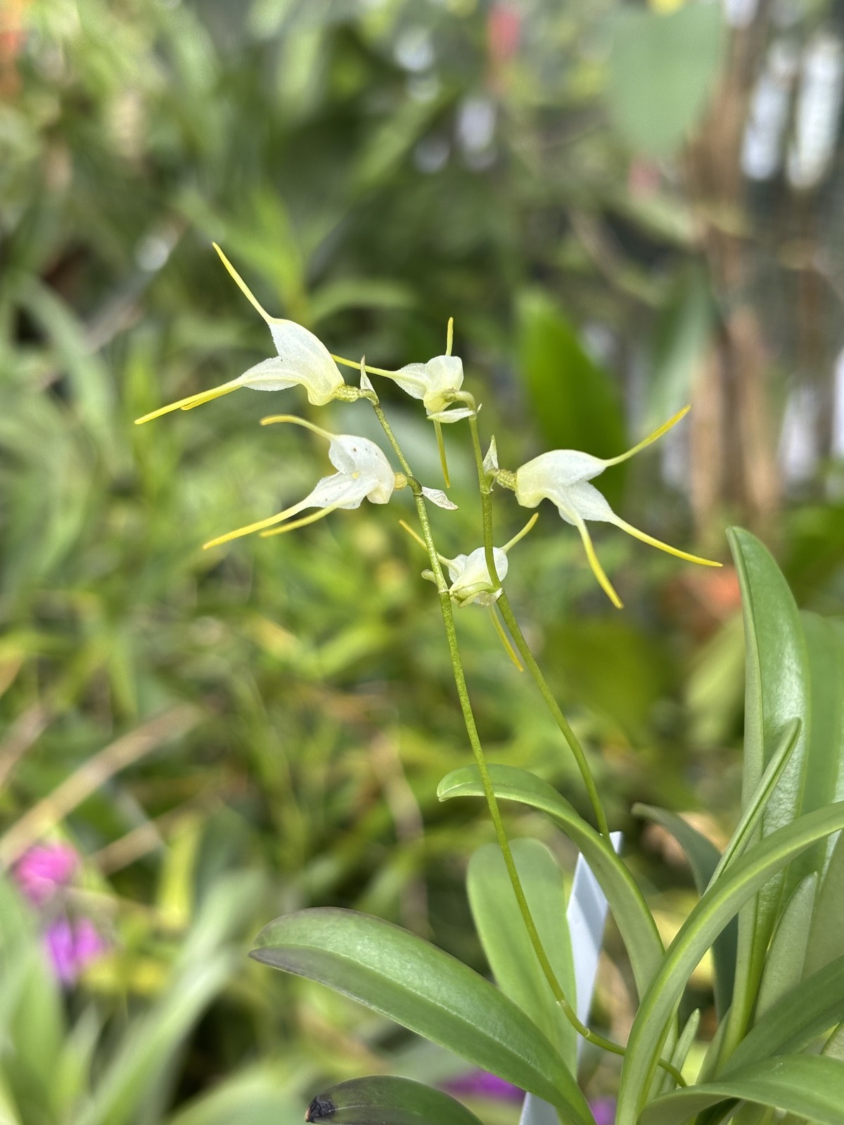 Masdevallia abbreviata bloom size miniature EASY orchid species
