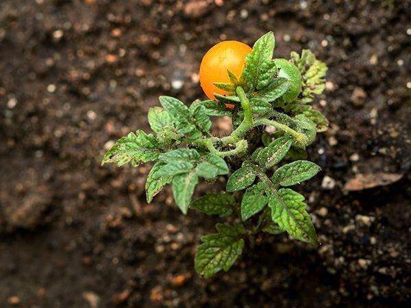 Orange Hat Yellow Dwarf Micro Tomato seeds – Heirloom/ 25 seeds / GMO FREE