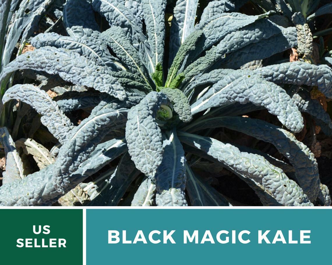 Kale, Black Magic – 100 Seeds – Sow Spring/Summer – NonGMO (Brassica oleracea)
