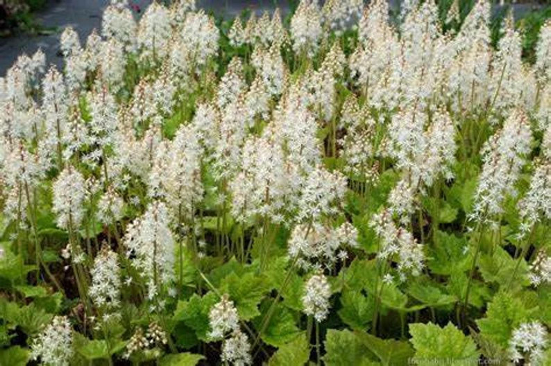 Tiarella ‘Running Tapestry’ -Shade Groundciver- Live Starter Plant- FREE SHIP!