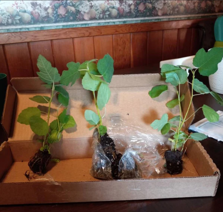Set of 4 Live Fignomenal Fig Plants – 4–6” Tall – No Pot – Edible Fruit Plant