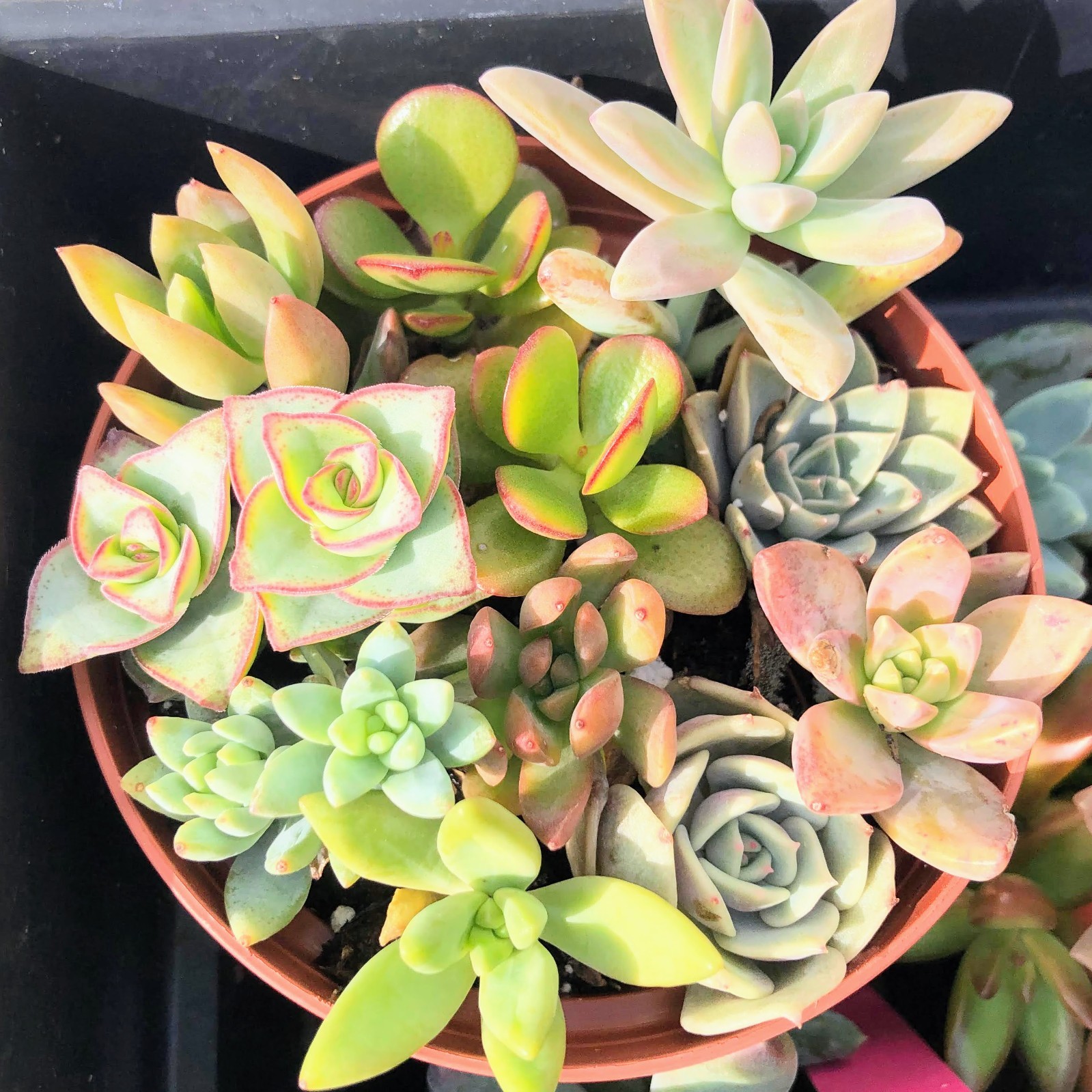 Assorted Succulent Cuttings, Wedding/Party Favors/Gifts. No Repeat, Unique& Rare