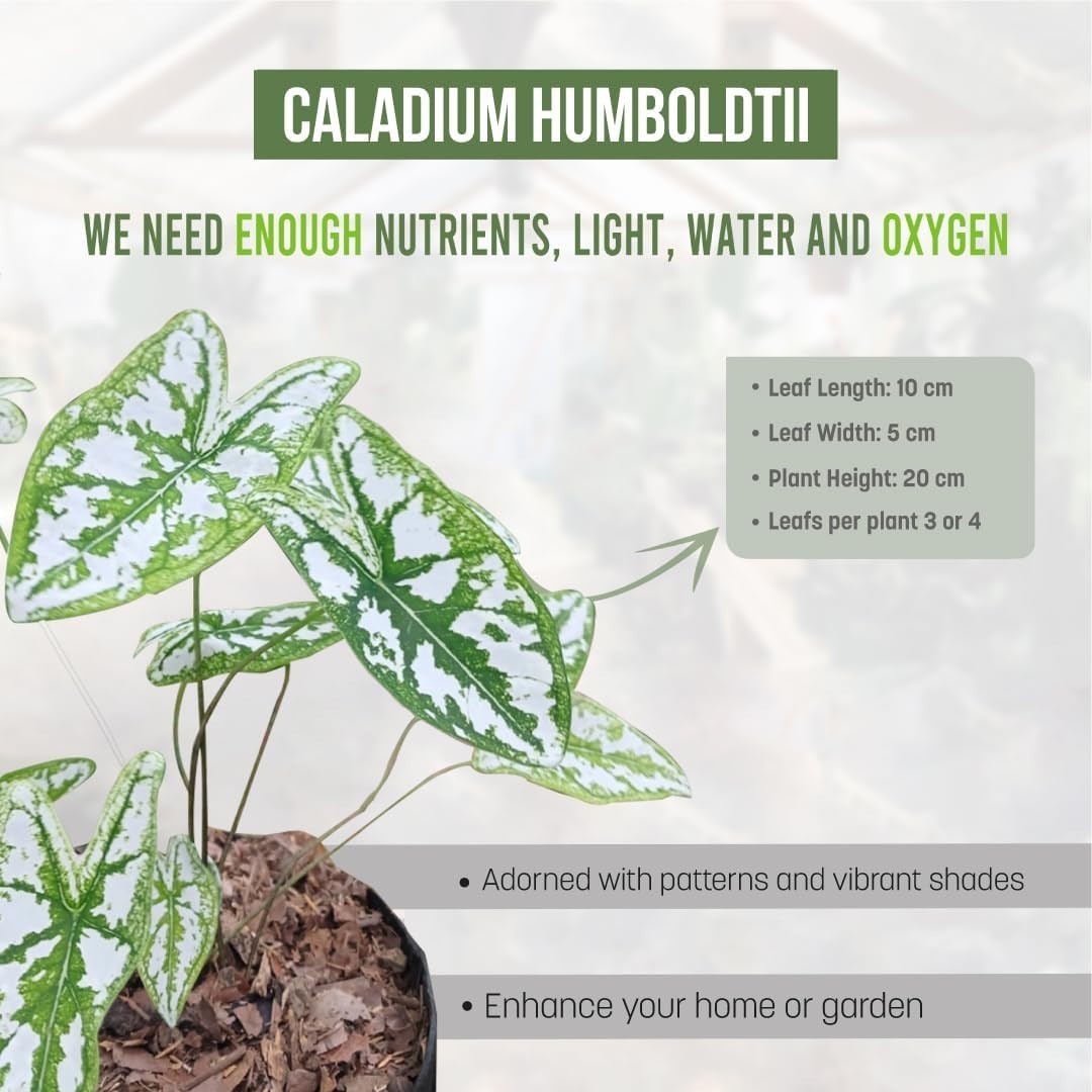 Caladium Humboldtii (2-Pack)