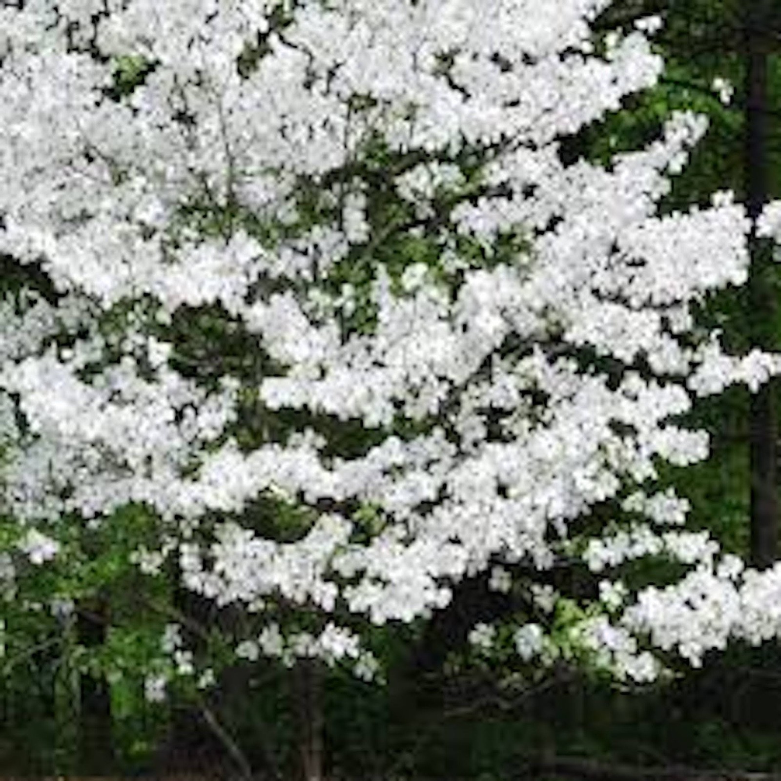 5 White Dogwood Tree 12-24″ Tall Cornus florida Bare Root
