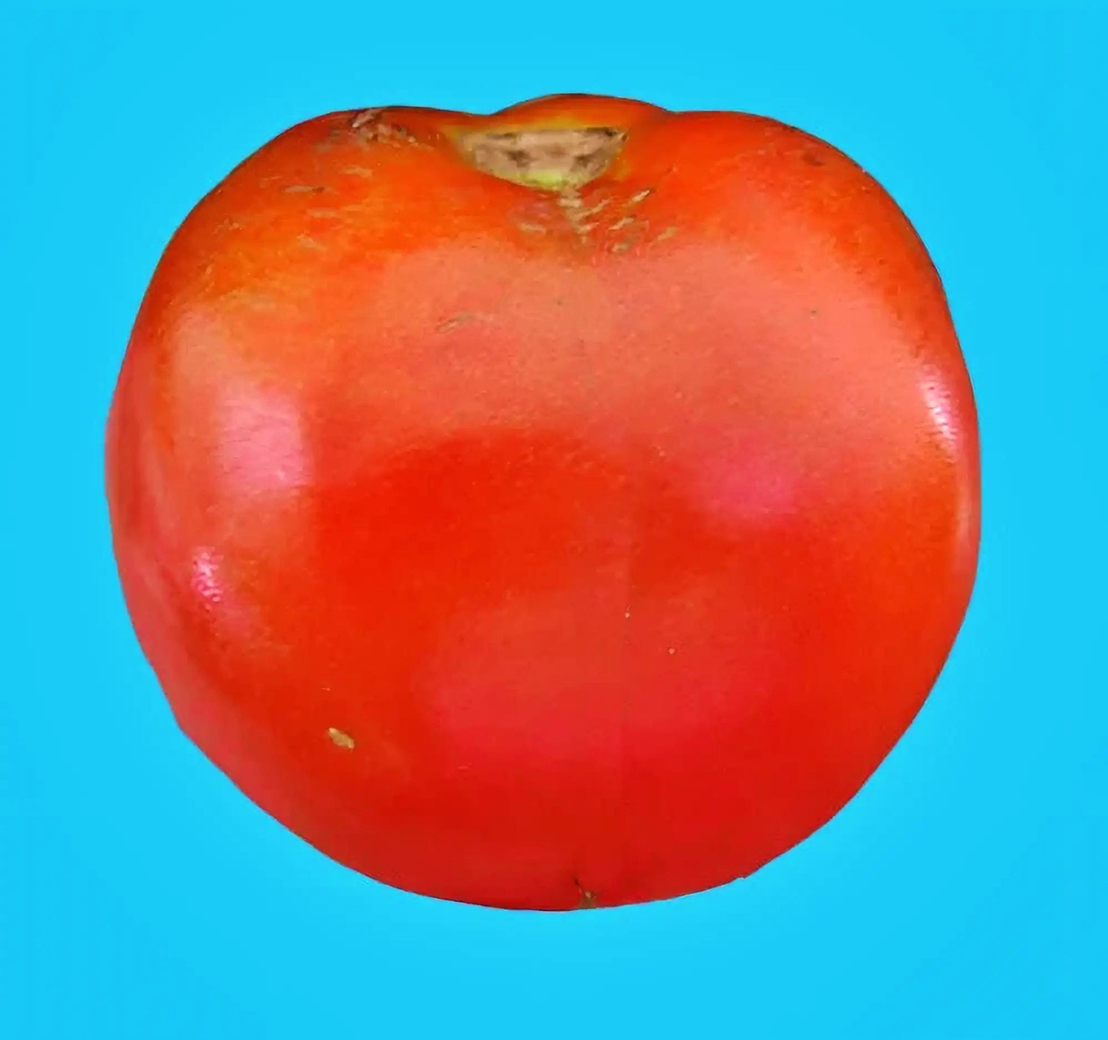 Piroka, Tomato