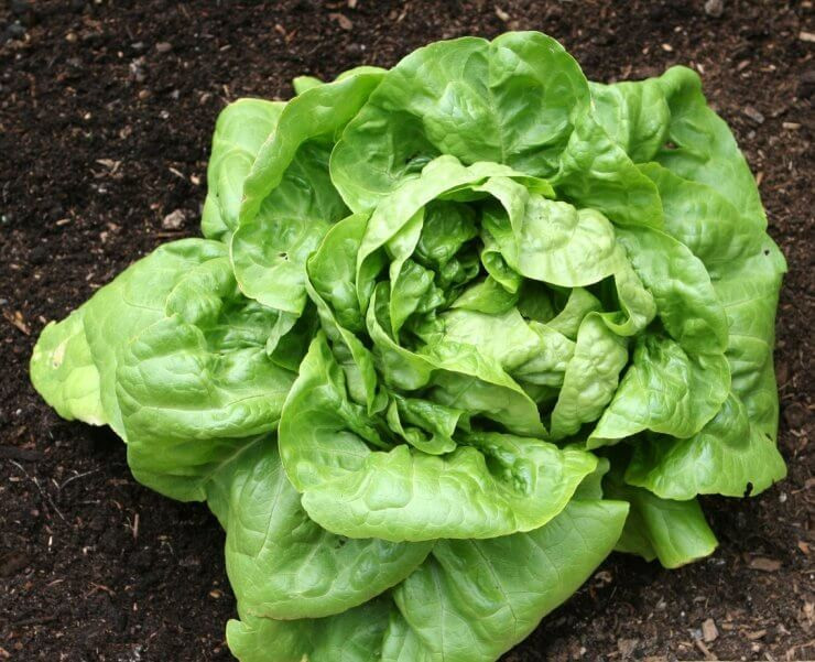 1000+ Buttercrunch Butterhead Lettuce Seeds — —- NON GMO —–FRESH