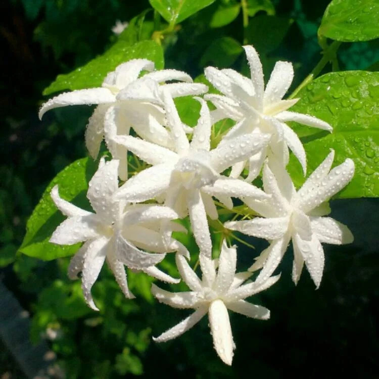 4″ Pot “BELLE OF INDIA JASMINE”~~Jasminum Sambac Double~Intensely Fragrant