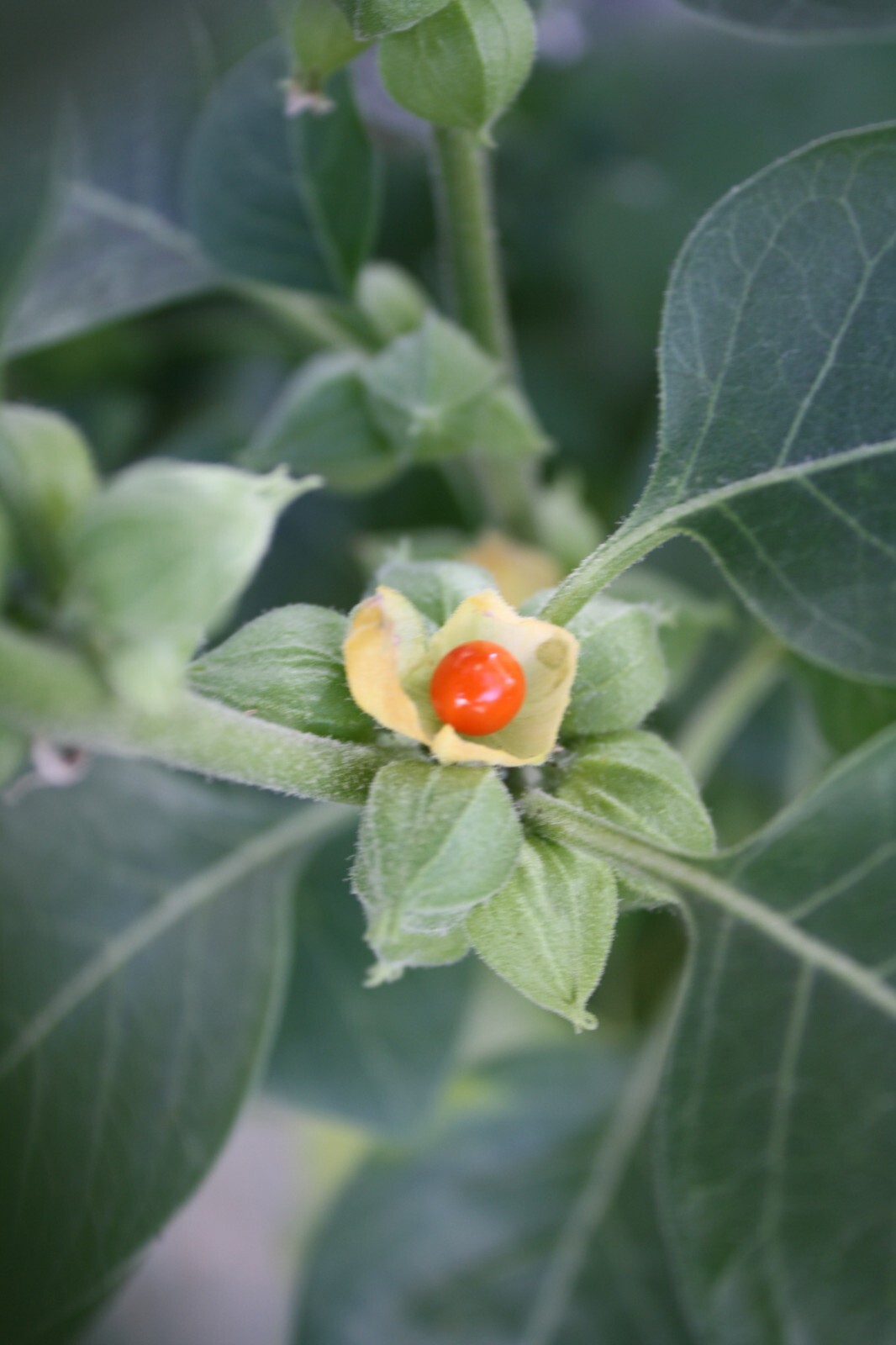 Ashwagandha (Withania somnifera) SEEDS, organic