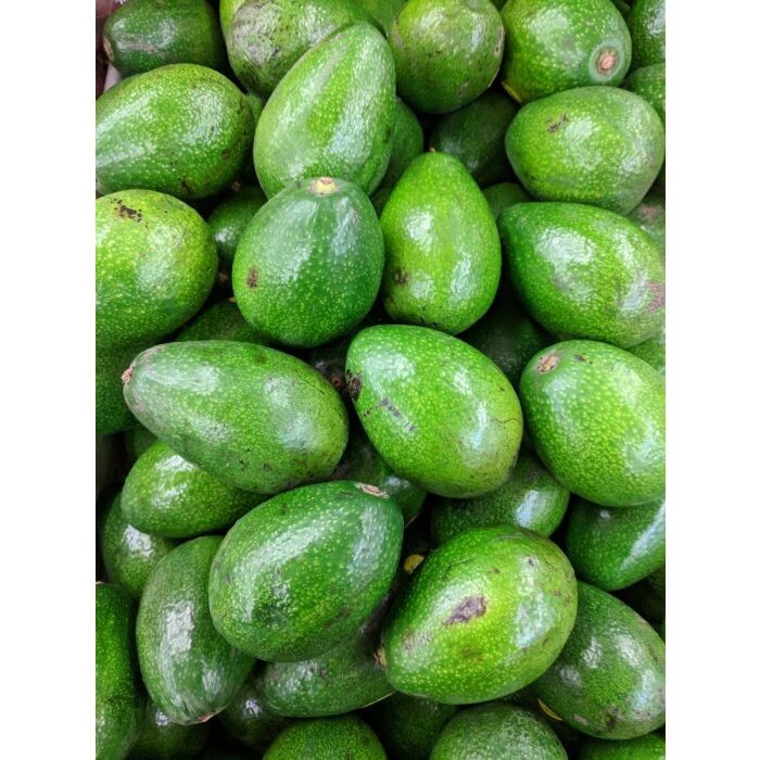 BACON Avocado ~3Ft Grafted Tree 3Gal Pot Ship UPS Overnight
